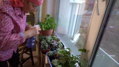 Büyükannem evdeki pencere eşiğine çiçek serper. Yaşlı bir kadın ev bitkileriyle ilgilenir. Pencere bahçesi hobisi