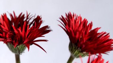 Gerbera Kızıl Çiçekleri. Beyaz arka planda bir buket. Çiçek açan Bud