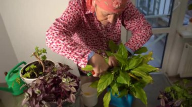 Kavanozda spatula. Kadın çiçek keser. Büyükannem ev çiçekleriyle ilgilenir. Çiçekçilik hobisi. Yeşil yapraklar. Ev bitkileri evi. Çiçekleri budama makasıyla kes. Bitkiler