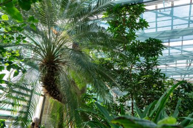 Seradaki yemyeşil tropikal palmiye bitkileri. Şehirde sürdürülebilir doğa