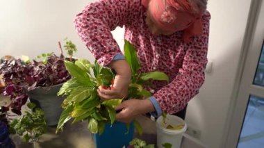 Kavanozda spatula. Kadın çiçek keser. Büyükannem ev çiçekleriyle ilgilenir. Çiçekçilik hobisi. Yeşil yapraklar. Ev bitkileri evi. Çiçekleri budama makasıyla kes.