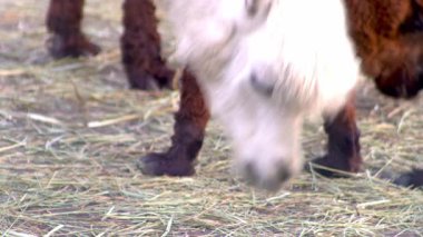 Alpaca Vicugna Pacos hayvan devenin anavatanından. Beyaz yün kafa.