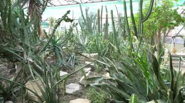 Farklı tipte kaktüsler, şekiller ve boyutlar. Sulu bitkiler. Dikenli çiçekler. Seradaki kaktüs.