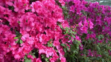 Azalea tomurcuğu. Bahçedeki çiçekte Rhododendron bitkisi.