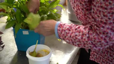 Spathiphyllum 'u önemsiyorum. Saksıda çiçek. Kadınların elleri eski yaprakları keser. Çiçekçilik hobisi. Ev bitkileri evi.