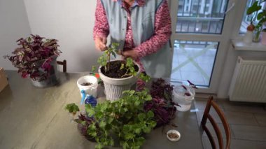 Büyükannem sardunya ve tradescantiayı saksıya naklediyor. Çiçek taşıyan kadın. Suyla püskürt. Büyükanne evi çiçekleri. Çiçekçilik hobisi. Yeşil yapraklı ev bitkileri