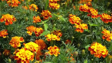 Kadife çiçeği yaz bahçesi. Portakal yaprağı tomurcuğu. Bitki