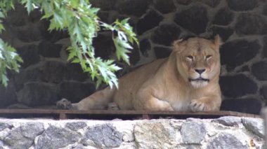 Dişi aslanlara yakın çekim. Hayvanat bahçesinde yaşayan vahşi bir kedi