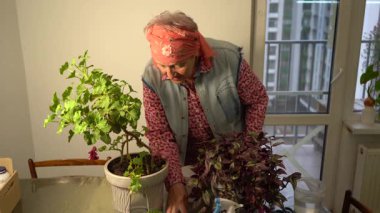 Eller budama makası ile yaprakları ve sapları keser. Yaşlı bir kadın tencerede Tradescantia 'yı önemser. Çiçekçilik hobisi. Yeşil yapraklar ev bitkileri