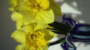 Nergis sarı çiçekleri çiçek tomurcukları. Vazodaki çiçek. Dikey video
