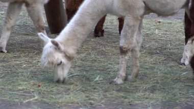 Alpaca Vicugna Pacos hayvan devenin anavatanından. Saman yiyor.