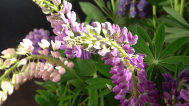 Lupine çiçekleri. Mor ve pembe tomurcuk buketi.