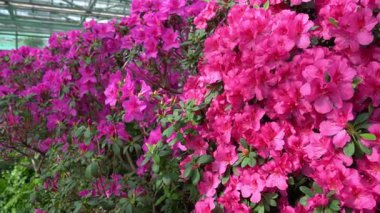 Azalea tomurcuğu. Doğa bahçesinde Rhododendron bitkisi.