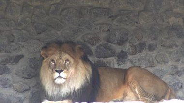 Hayvanat bahçesindeki aslan hayvanı. Leo büyük kedi bakıyor