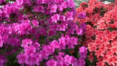 Azalea tomurcuğu. Bahçedeki Rhododendron bitkisi. Renkli çiçek arkaplanı