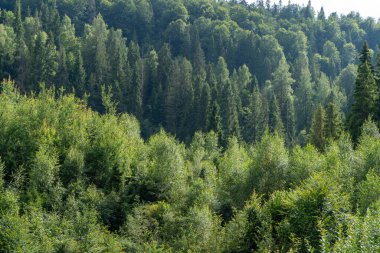 Yeşil Orman ağaçları. Doğa arkaplanı.