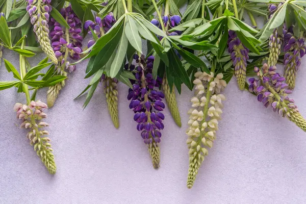 Lupine çiçekleri. Mor pembe tomurcuklar. Çiçek yapraklı arka plan. Lupinus yabani çiçeği