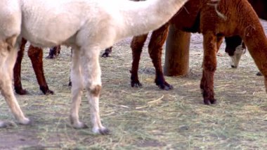 Alpaca Vicugna Pacos hayvan devenin anavatanından. Kahverengi ve beyaz renkli yün ayak