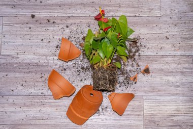 Kırık saksı. Şarbonlu çiçek. Clay Terracotta saksı karışıklığı