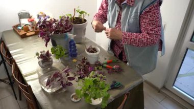 Yaşlı bir kadın Tradescantia çiçekleriyle ilgilenir. Bir büyükanne yaprakları budama makası ile buduyor ve sardunya bitkilerini yeniden ekiyor. Büyükanne evi çiçekleri. Bitki yetiştirme hobisi.