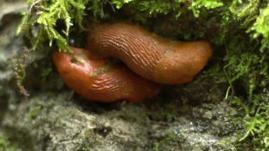 Yosun üzerinde kahverengi sümüklüböcekler. Vahşi hayvan.