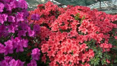 Azalea tomurcuğu. Bahçedeki Rhododendron bitkisi. Flora.