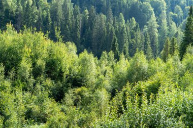 Yeşil Orman ağaçları. Doğa arkaplanı.