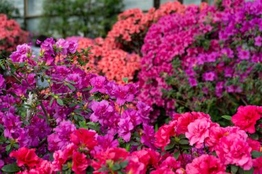 Azalea tomurcuğu. Bahçedeki Rhododendron bitkisi. Çiçek arkaplan. Pembe çalı. Karışık renk