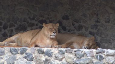 İki dişi aslan uyuyor. Hayvan Aslan uyuyor. Dişi aslan uzanıyor. Takılıyorum.