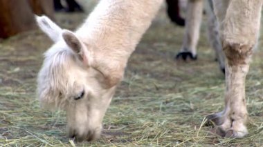 Beyaz Alpaca Vicugna develerin anavatanından bir hayvan..