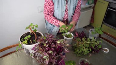 Kadın elleri Tradescantia çiçekleriyle ilgilenir. Bir büyükanne yaprakları budama makası ile buduyor ve sardunya bitkilerini yeniden ekiyor. Büyükanne evi çiçekleri. Çiçekçilik hobisi. Yeşil yapraklar.