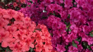 Azalea tomurcuğu. Bahçede Rhododendron bitkisi