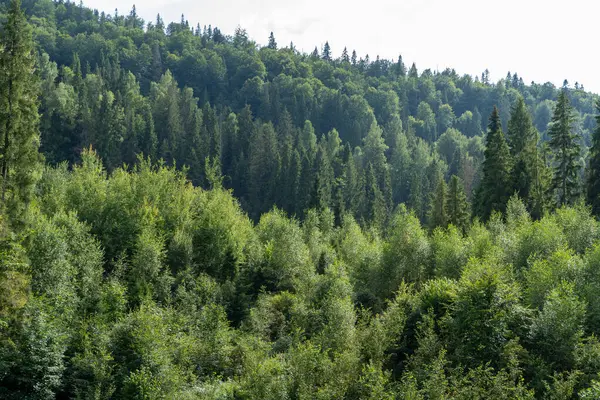 Yeşil Orman ağaçları. Doğa arkaplanı.