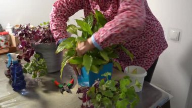 Büyükannem spathiphyllum ile ilgileniyor. Saksıda çiçek. Kadınların elleri eski yaprakları keser. Çiçekçilik hobisi. Ev bitkileri evi.