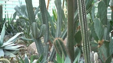 Farklı tipte kaktüsler, şekiller ve boyutlar. Sulu bitkiler. Dikenli çiçekler. Kaktüs yakın.