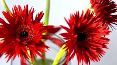 Gerbera Kırmızı Çiçekler Buketi. Bud çiçek açtı.