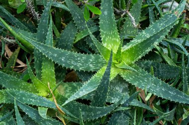 Aloe vera çiçeği. Yeşil bitki yaprağı büyüyor. Şifalı bitkiler.