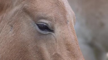 Kirpikli göz kırpması. At kafası portresi. Kahverengi Przewalski Atları Hayvan