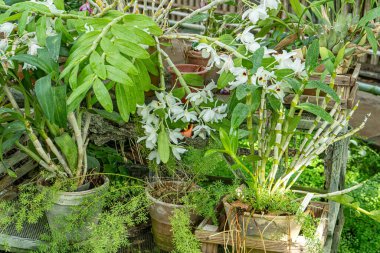 Bahçede beyaz çiçekler yetiştiren Cattleya. Orkide koleksiyonu. Çiçek yetiştirme. Yeşil saksı