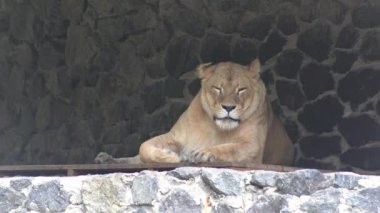 Dişi aslanlara yakın çekim. Hayvanat bahçesindeki büyük vahşi kedi sana bakıyor.