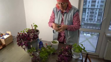 Yaşlı bir kadın Tradescantia çiçekleriyle ilgilenir. Bir büyükanne yaprakları budama makası ile buduyor ve sardunya bitkilerini yeniden ekiyor. Büyükannem evde çiçek açıyor. Çiçekçilik hobisi. Yeşil yapraklar.