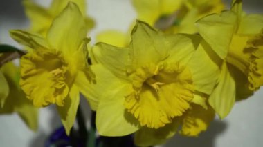 Nergis sarı çiçekleri çiçek tomurcukları. Vazodaki Narcissus Çiçeği. Narcissus taze.