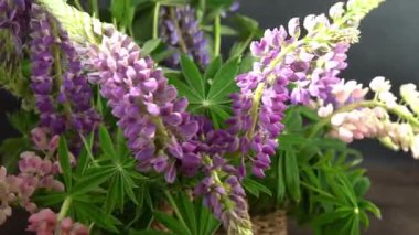 Lupine çiçekleri. Mor ve pembe tomurcuk buketi.