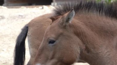 İki kahverengi at. Przewalski At Hayvanı.