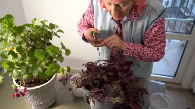 Yaşlı bir kadın Tradescantia çiçekleriyle ilgilenir. Bir büyükanne yaprakları budama makası ile buduyor ve ev bitkilerini yeniliyor. Büyükannem eve çiçek getirdi. Çiçekçilik hobisi. Yeşil yapraklar bitki. Bahçe budayıcısı