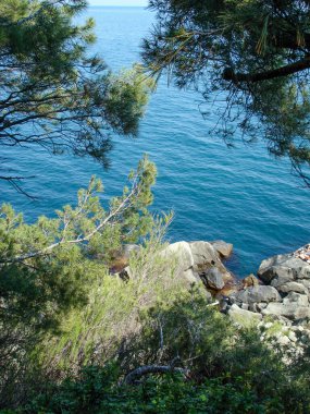 Çam ağaçlı Deniz Rocky Sahili. Doğa