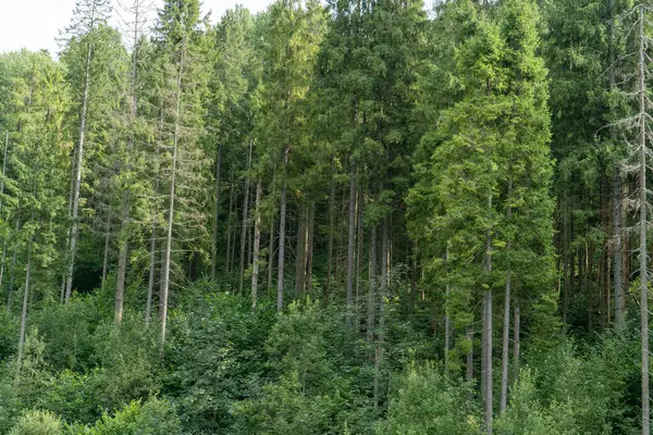 Yeşil Orman ağaçları. Doğa arkaplanı.