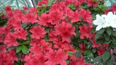 Azalea tomurcuğu kırmızı çiçek. Bahçedeki Rhododendron bitkisi.
