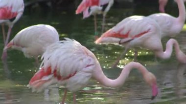 Pembe flamingo kuş gölü suyu. Flamingo hayatı. Doğa hayvanı.