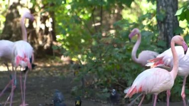 Pembe flamingo kuş gölü suyu. Flamingo hayatı. Doğa hayvanı.